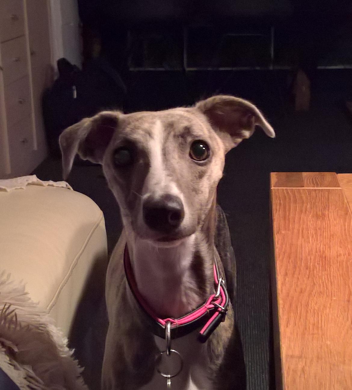 Whippet Frontrunner Italian Dreams - Cala billede 6