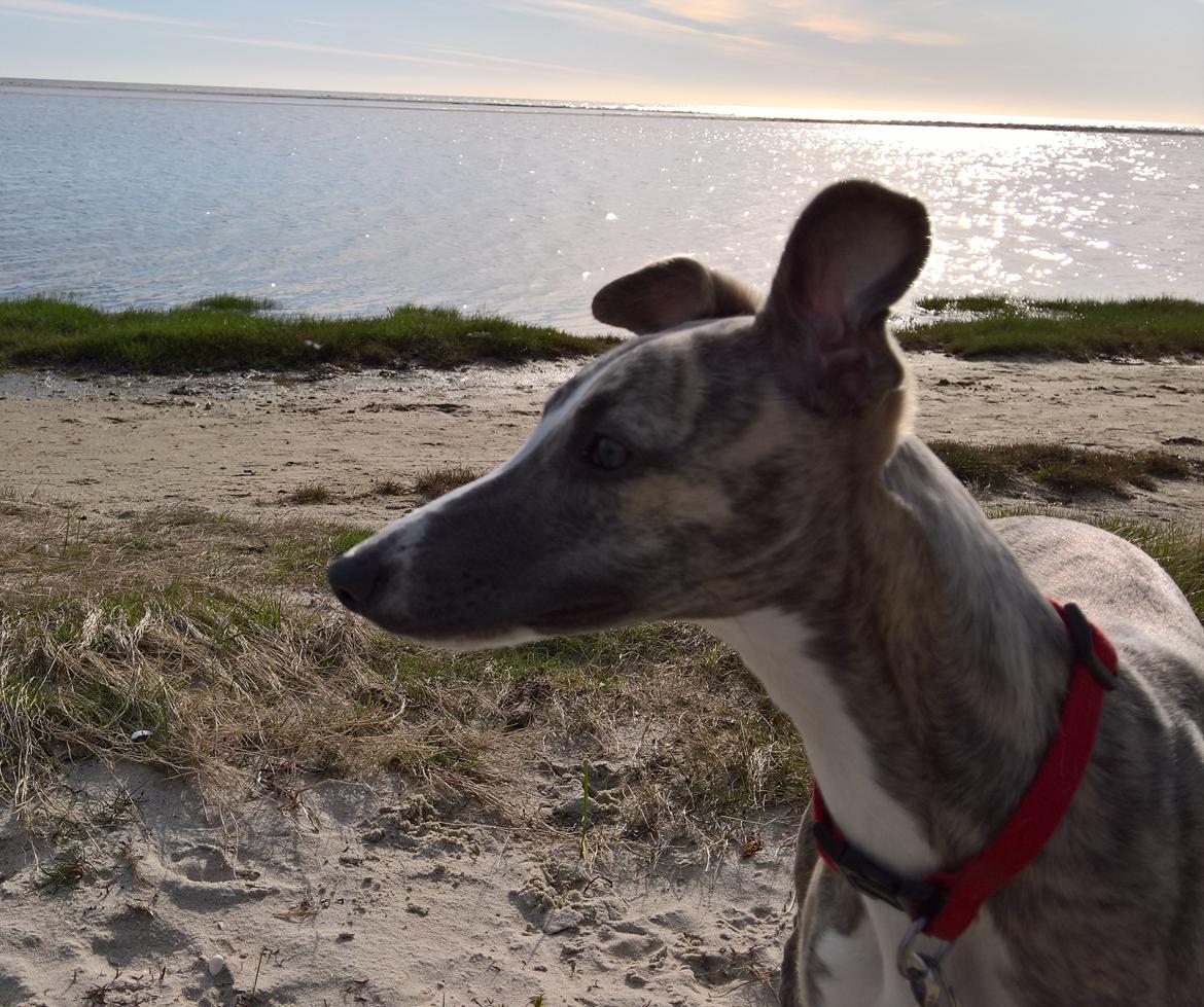 Whippet Frontrunner Italian Dreams - Cala billede 1