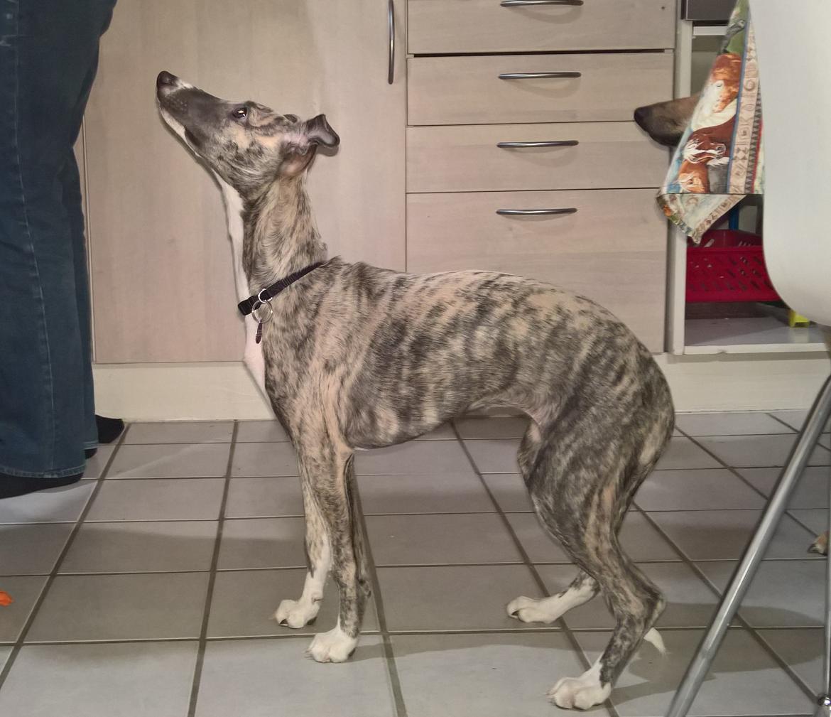 Whippet Frontrunner Italian Dreams - Cala billede 8