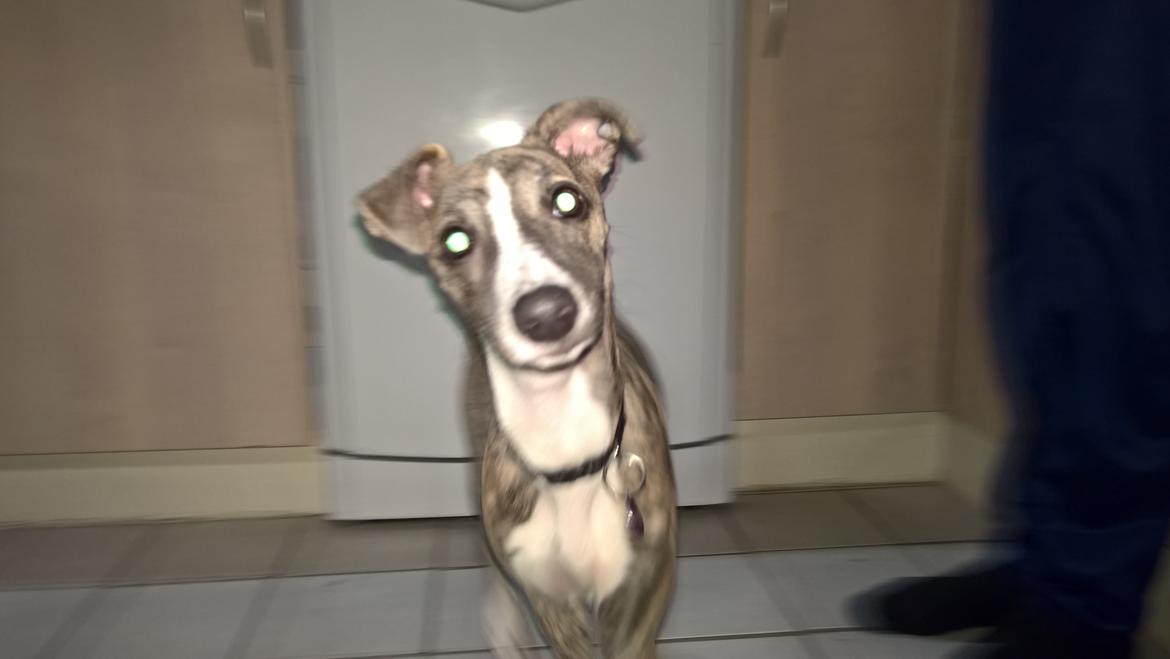 Whippet Frontrunner Italian Dreams - Cala billede 9