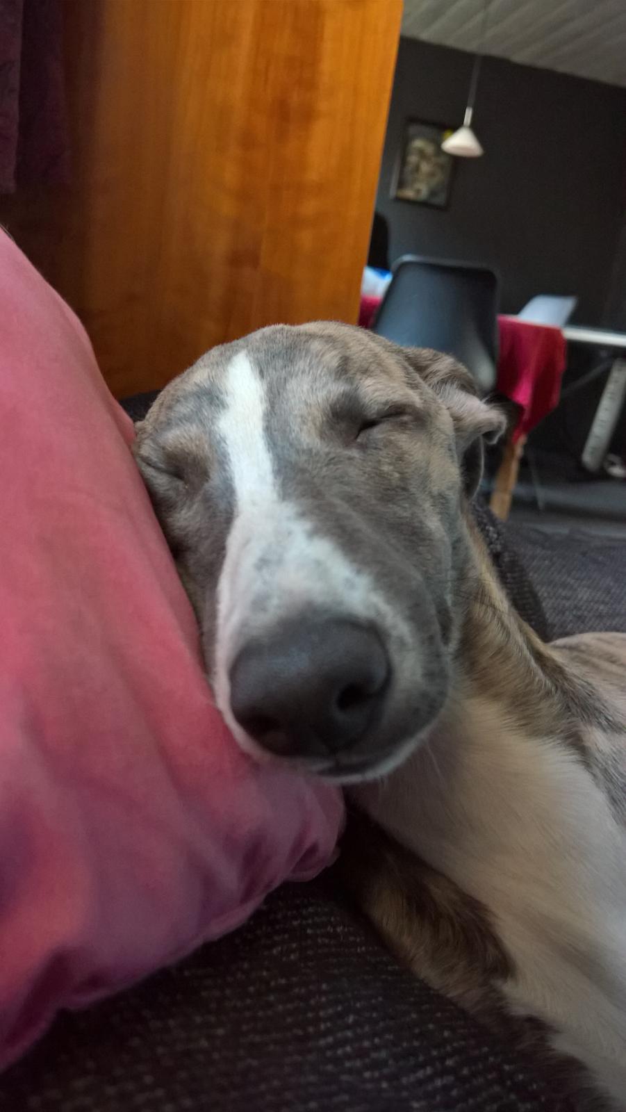 Whippet Frontrunner Italian Dreams - Cala billede 10