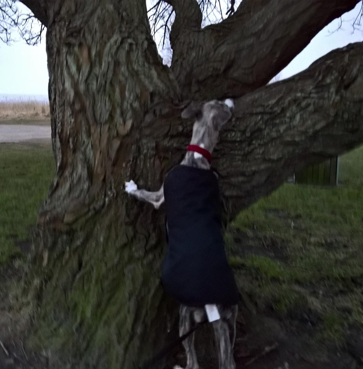 Whippet Frontrunner Italian Dreams - Cala billede 11