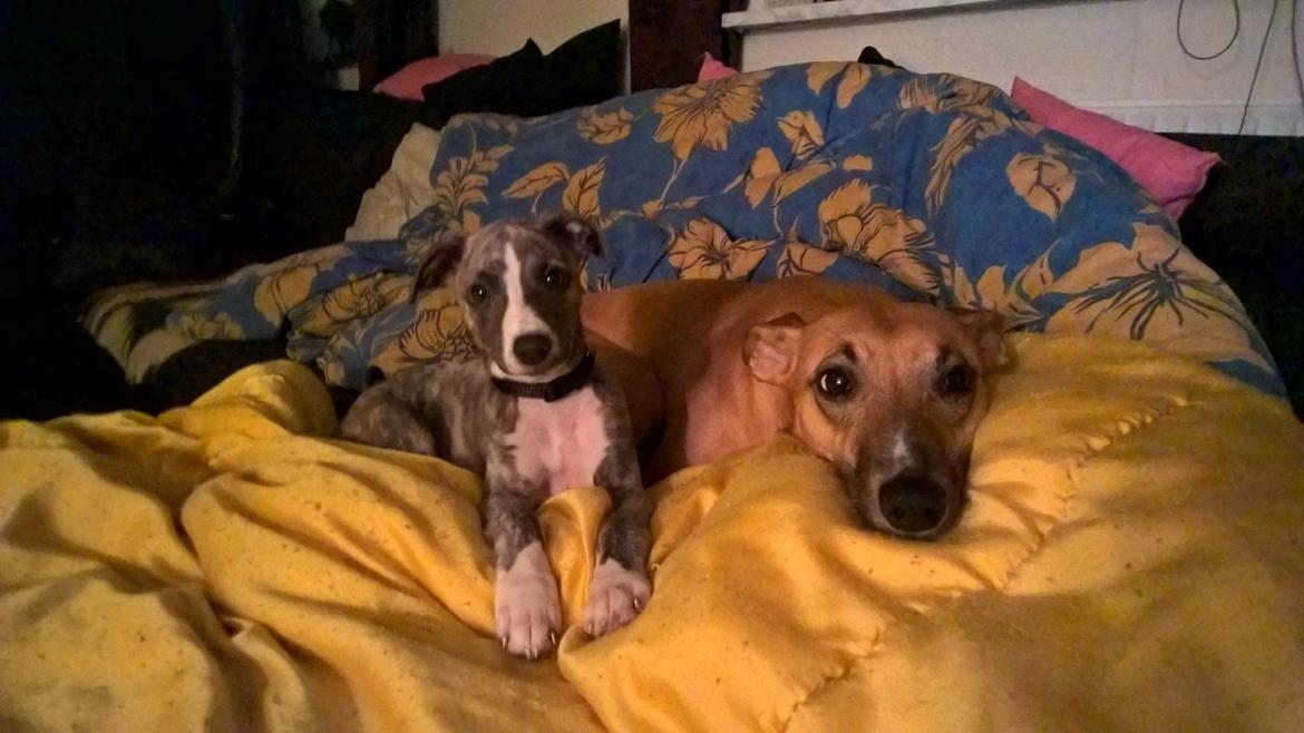 Whippet Frontrunner Italian Dreams - Cala billede 7