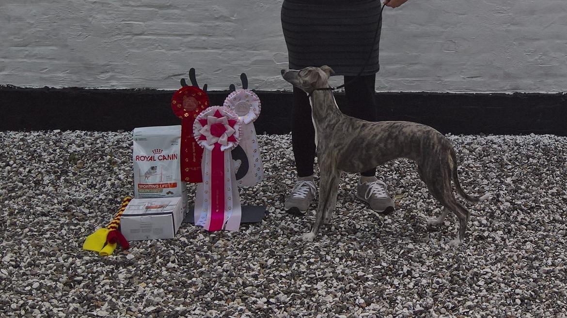 Whippet Frontrunner Italian Dreams - Cala billede 13