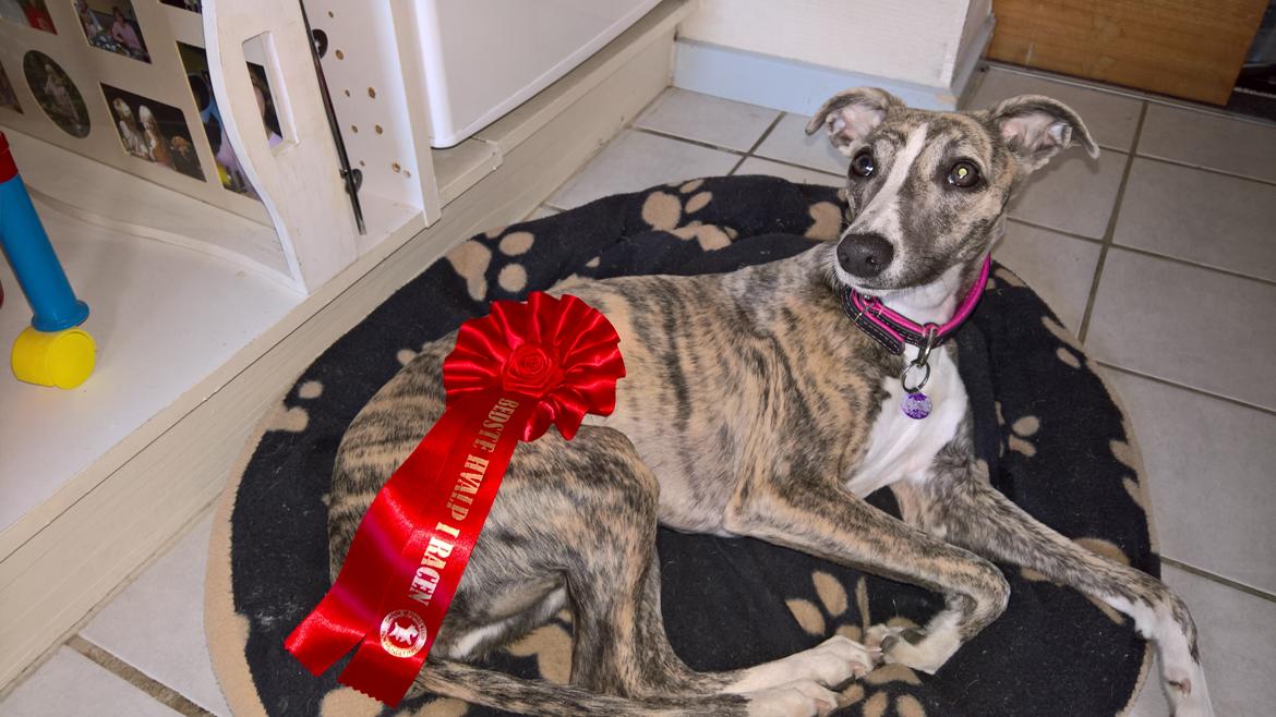 Whippet Frontrunner Italian Dreams - Cala billede 14