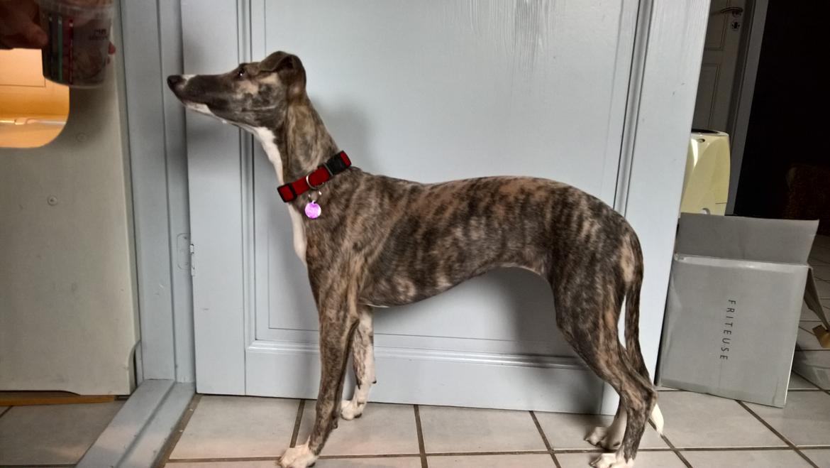 Whippet Frontrunner Italian Dreams - Cala billede 12