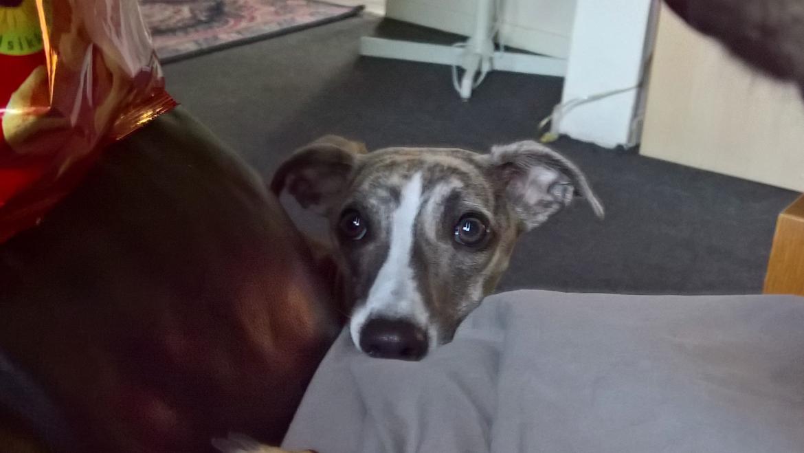 Whippet Frontrunner Italian Dreams - Cala billede 15