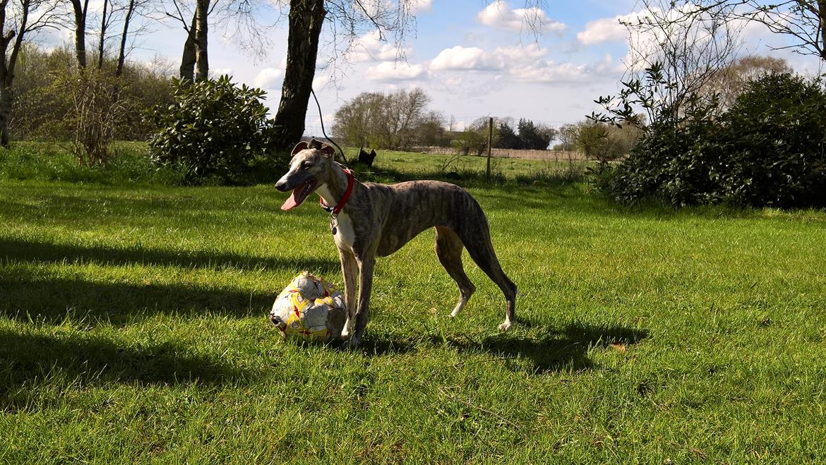 Whippet Frontrunner Italian Dreams - Cala billede 17