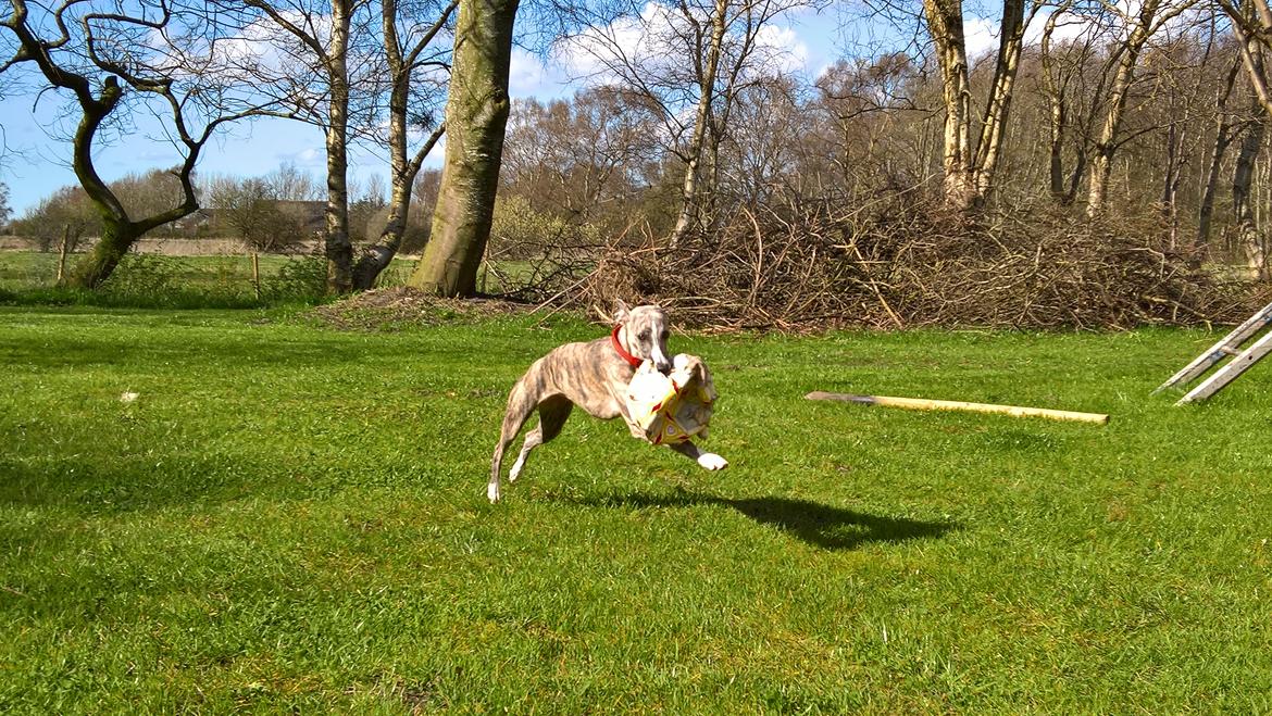 Whippet Frontrunner Italian Dreams - Cala billede 16