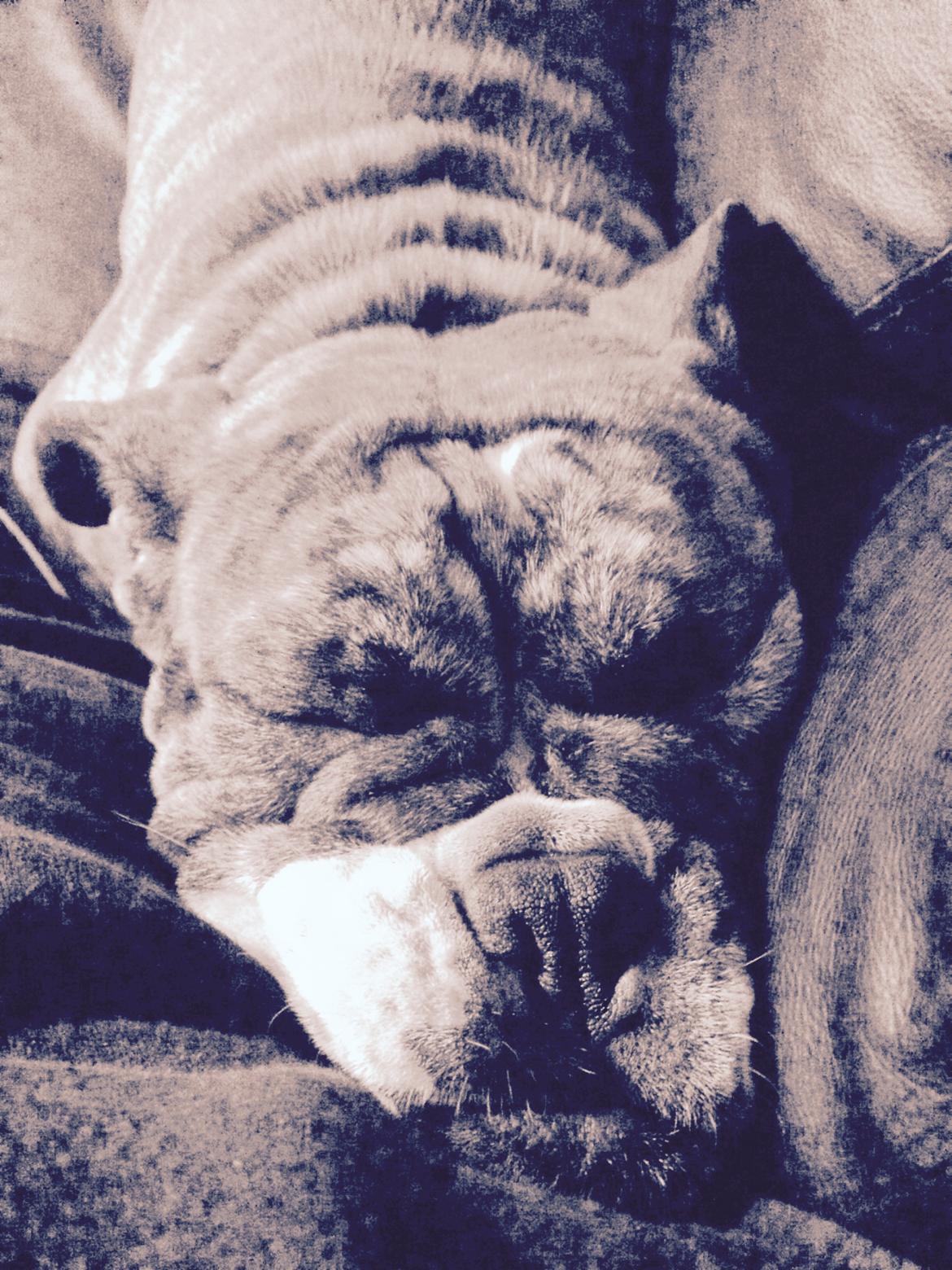 Olde english bulldogge Olga billede 2