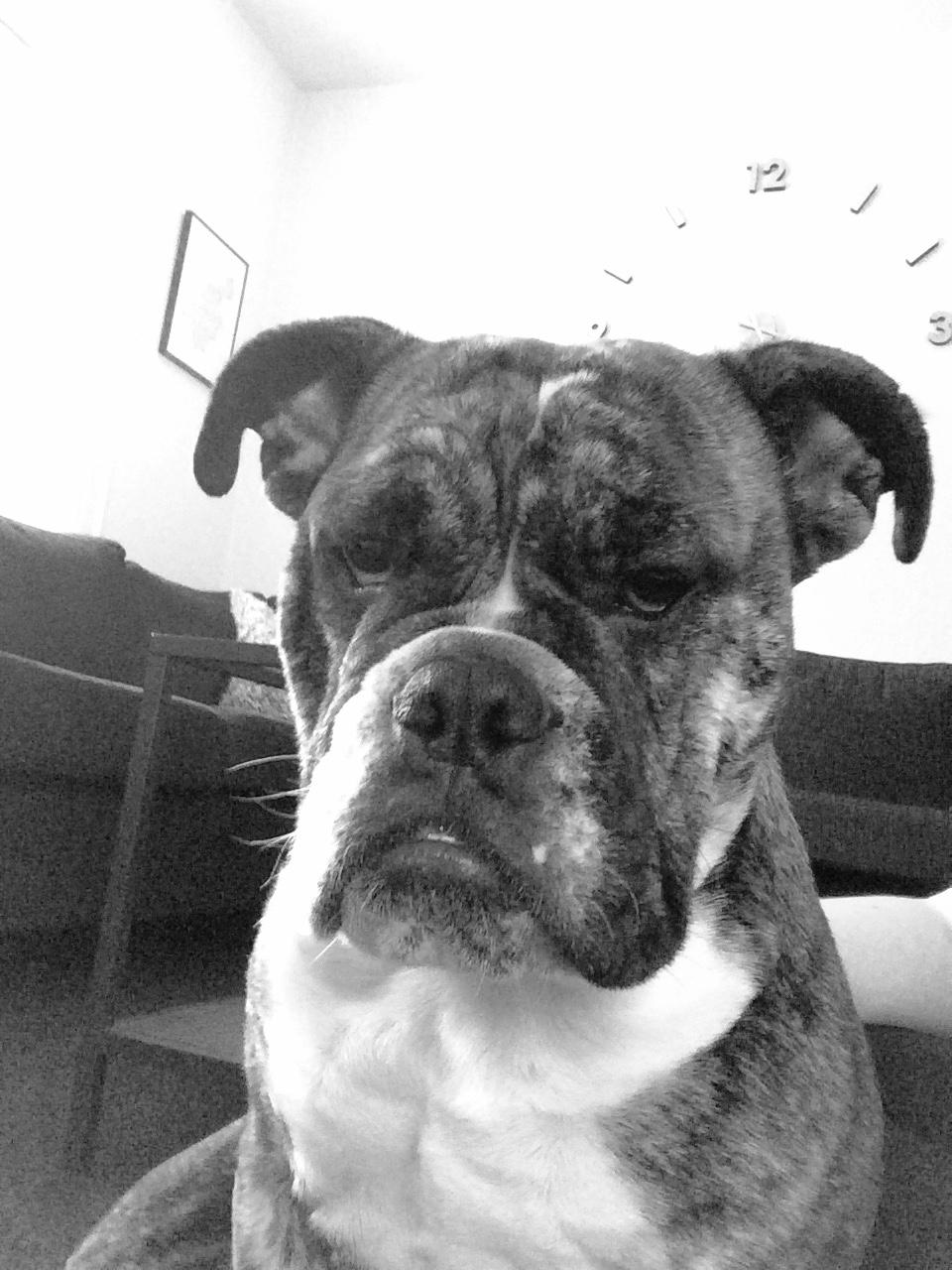 Olde english bulldogge Olga billede 3