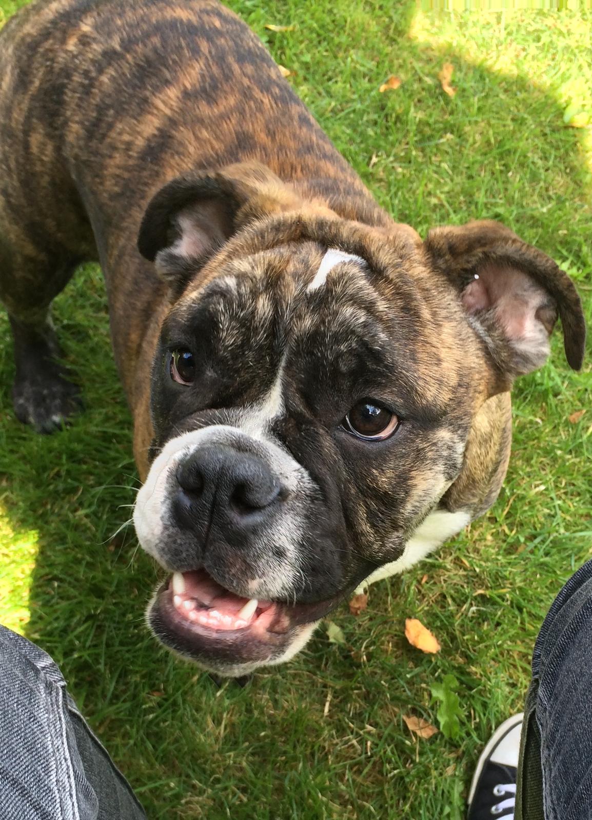 Olde english bulldogge Olga billede 4