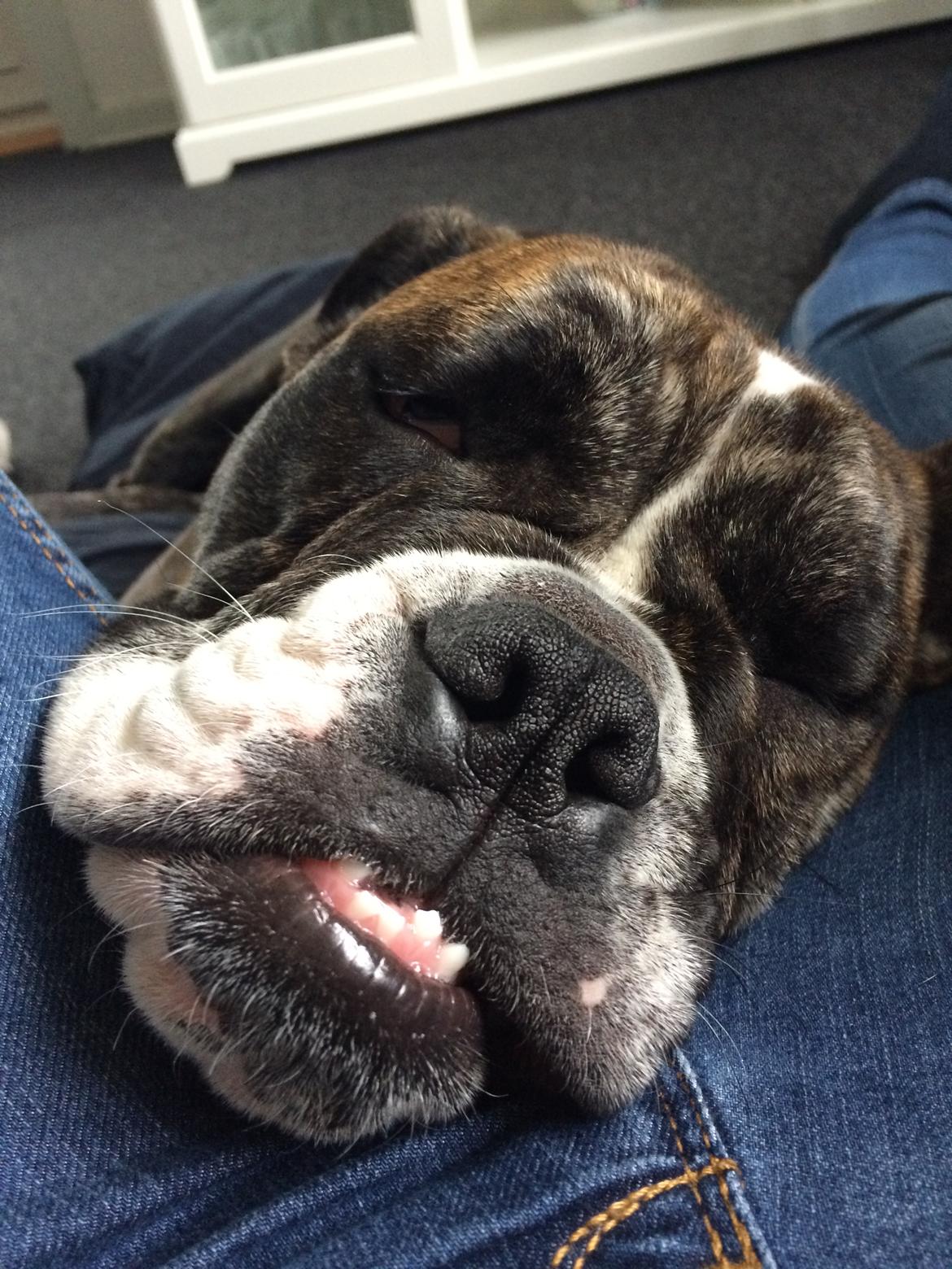 Olde english bulldogge Olga billede 5