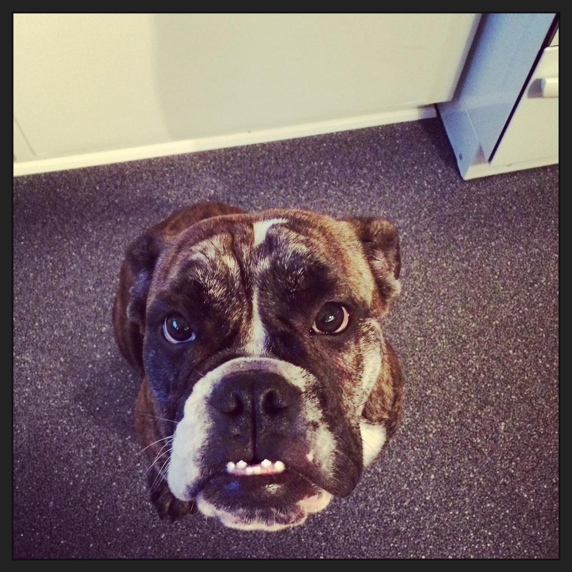 Olde english bulldogge Olga billede 6