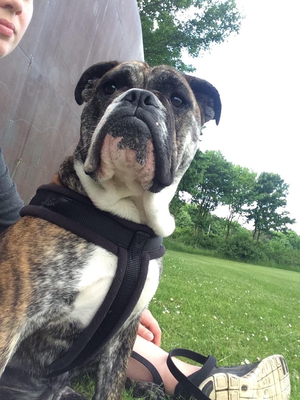 Olde english bulldogge Olga billede 7