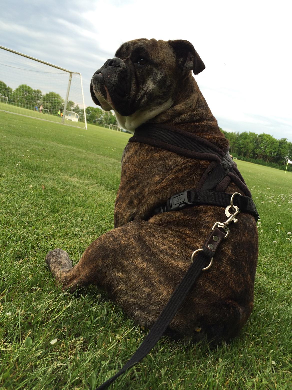 Olde english bulldogge Olga billede 8