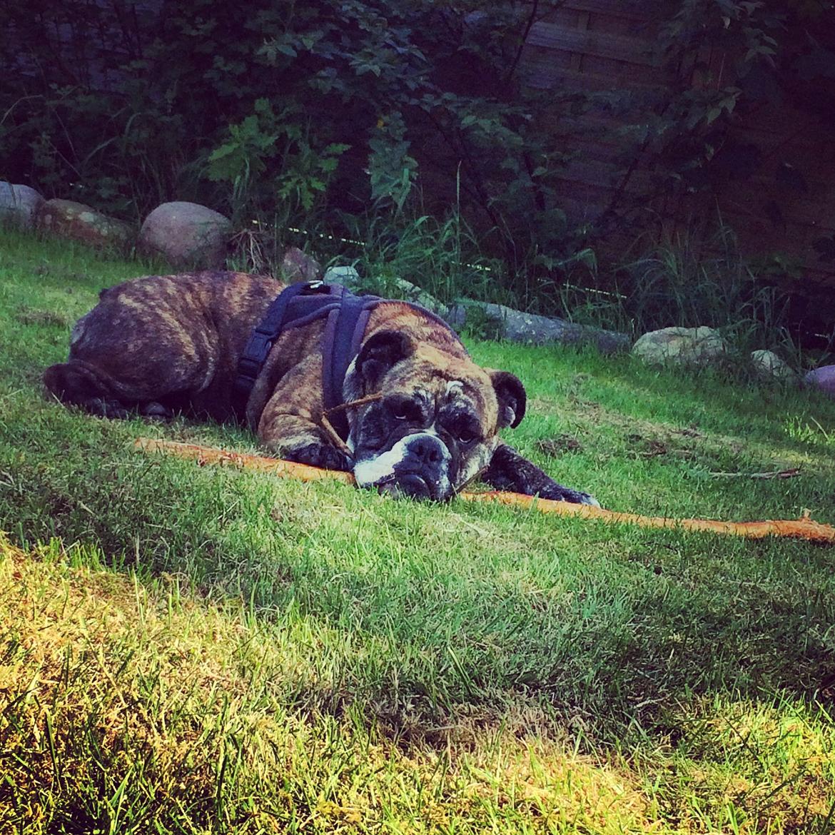 Olde english bulldogge Olga billede 9