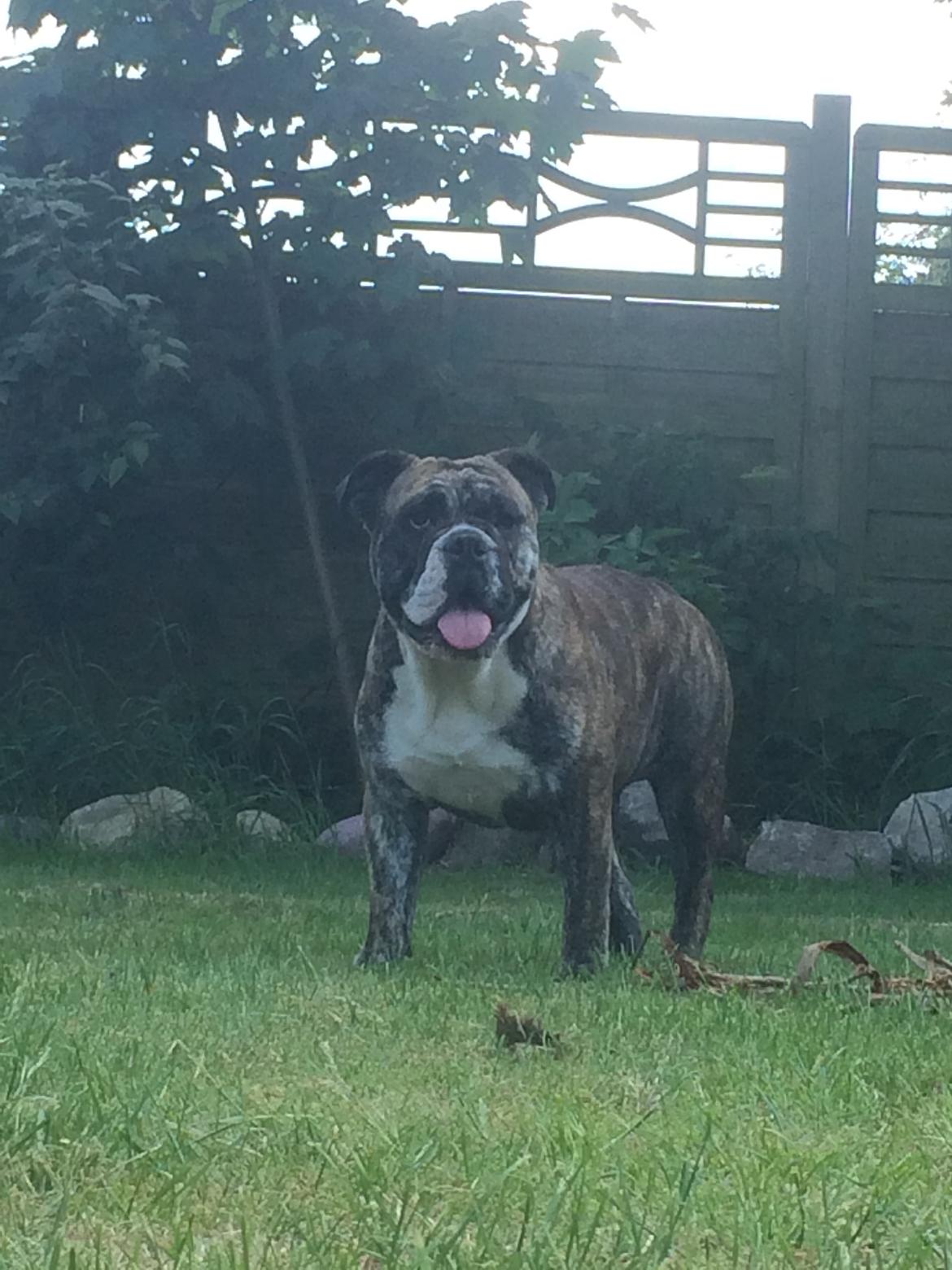 Olde english bulldogge Olga billede 10