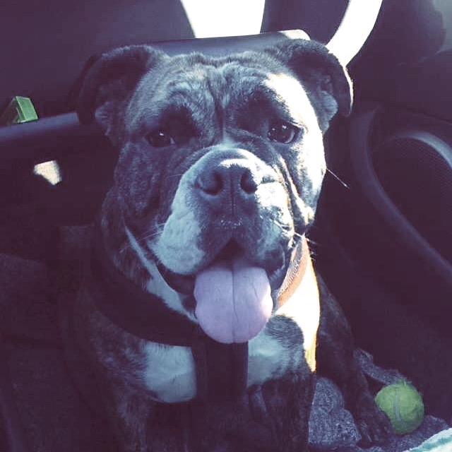 Olde english bulldogge Olga billede 11