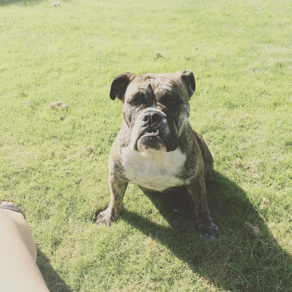 Olde english bulldogge Olga billede 12