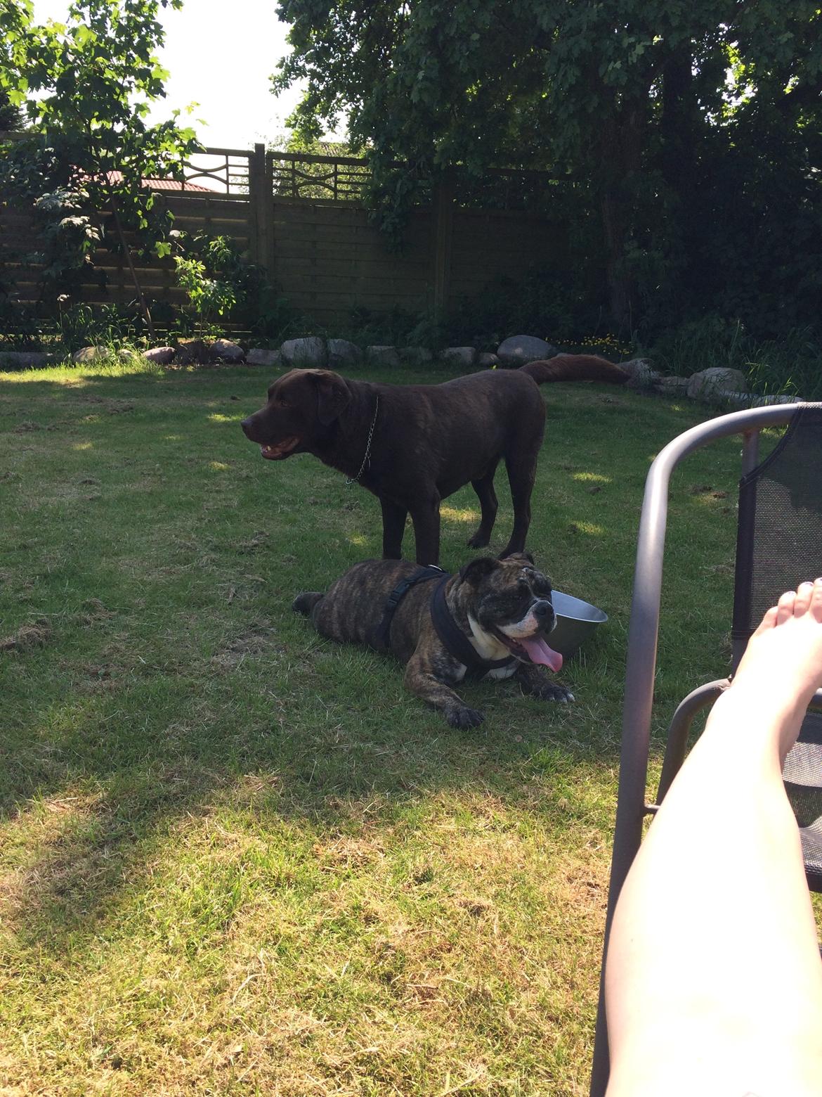 Olde english bulldogge Olga billede 13