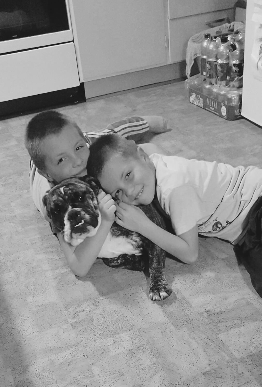 Olde english bulldogge Olga billede 14