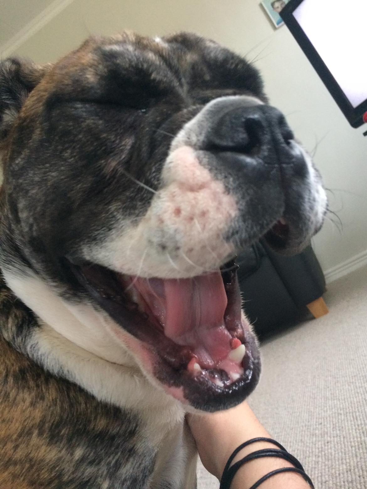 Olde english bulldogge Olga billede 15