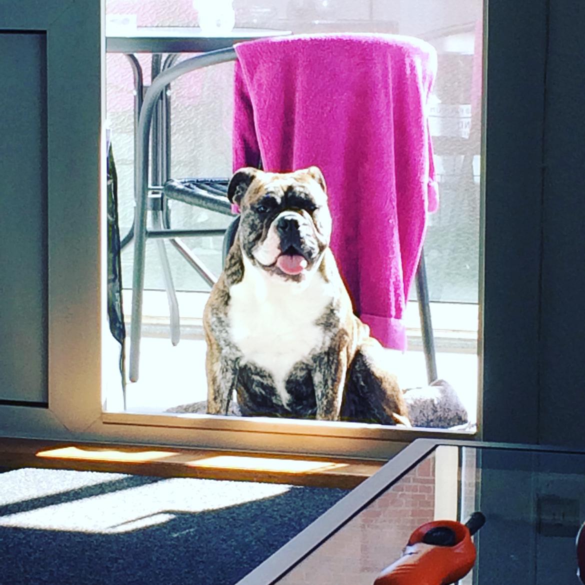 Olde english bulldogge Olga billede 16