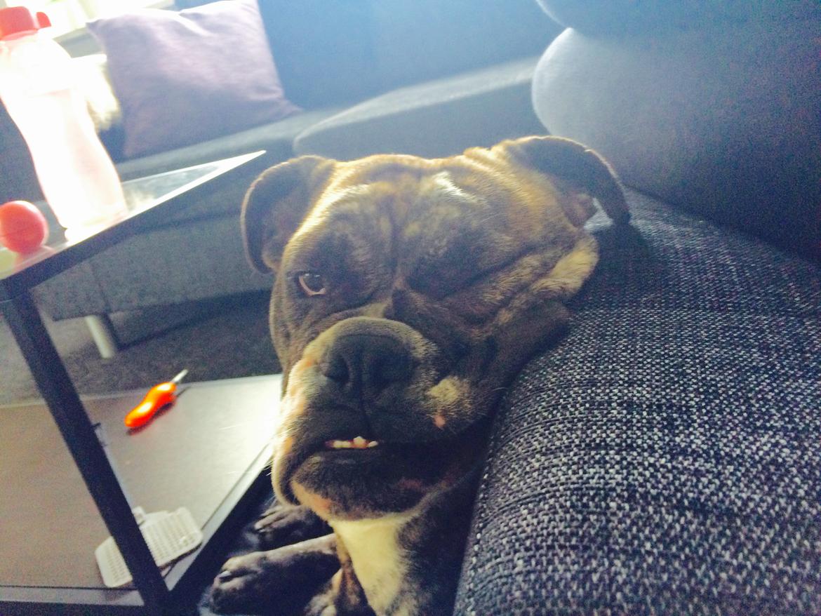 Olde english bulldogge Olga billede 17