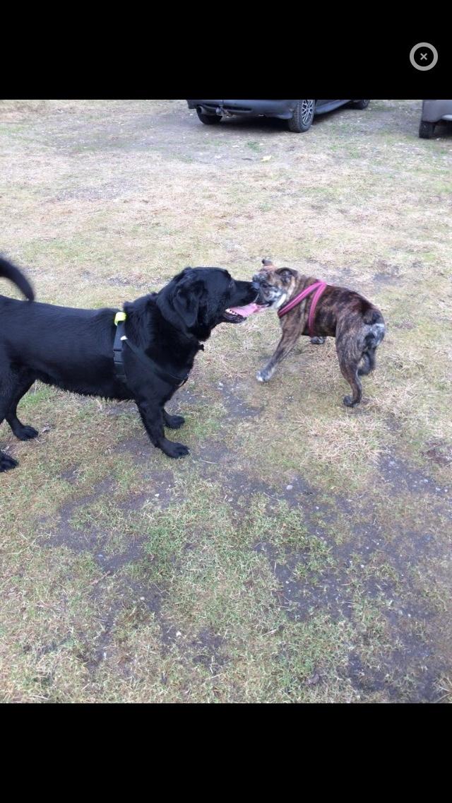 Olde english bulldogge Olga billede 18