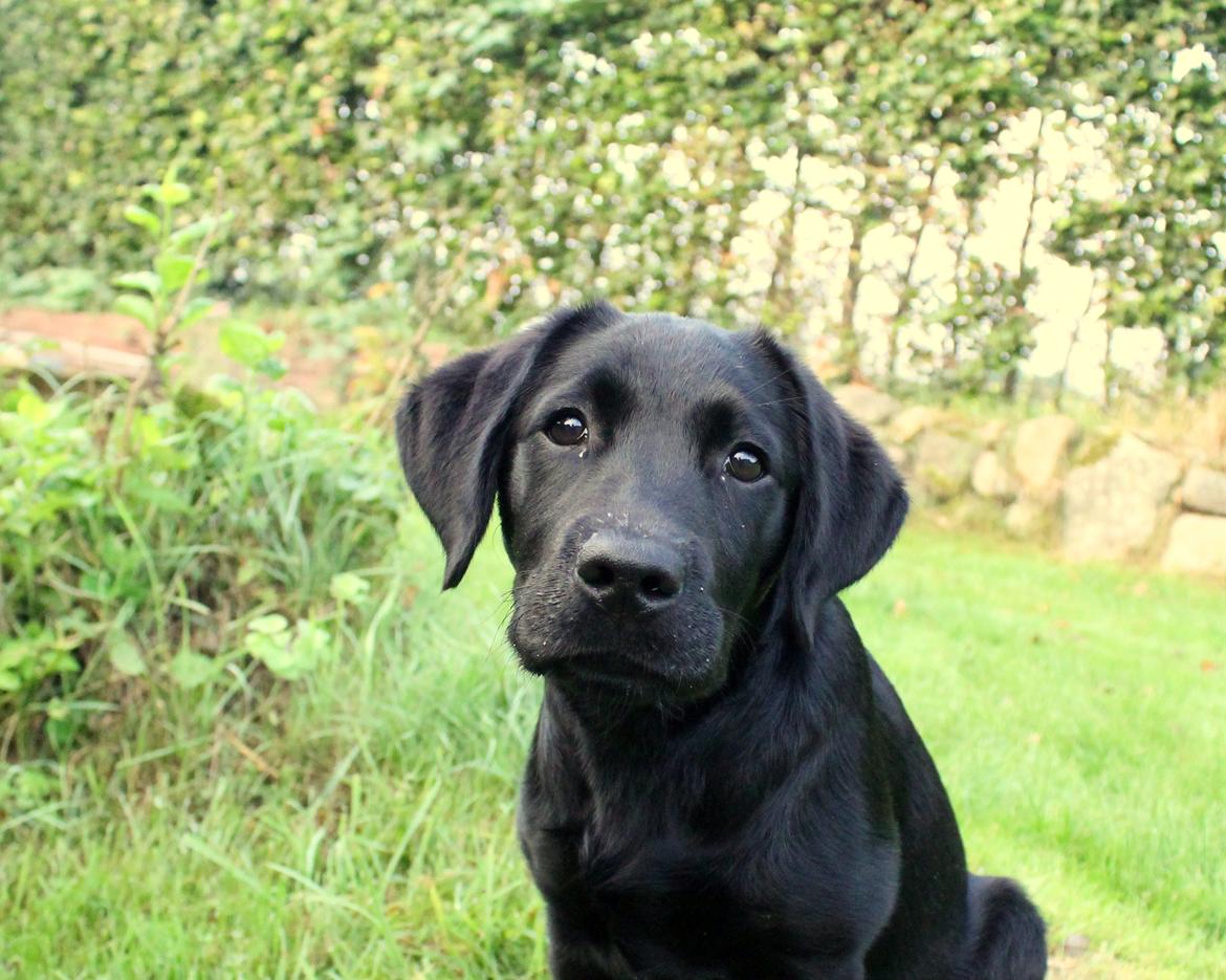 Labrador retriever Enya billede 6