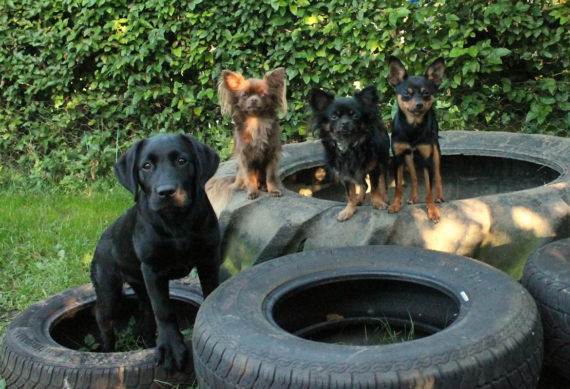 Labrador retriever Enya billede 5