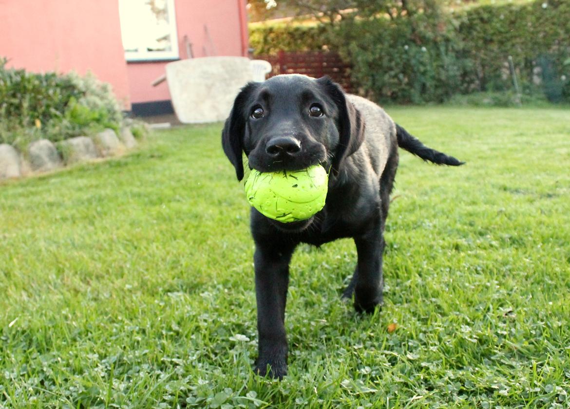 Labrador retriever Enya billede 8