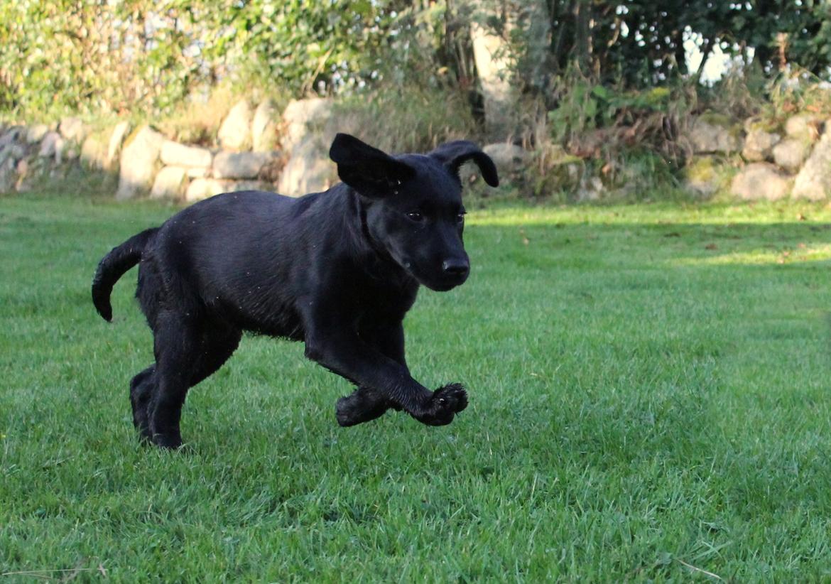 Labrador retriever Enya billede 7