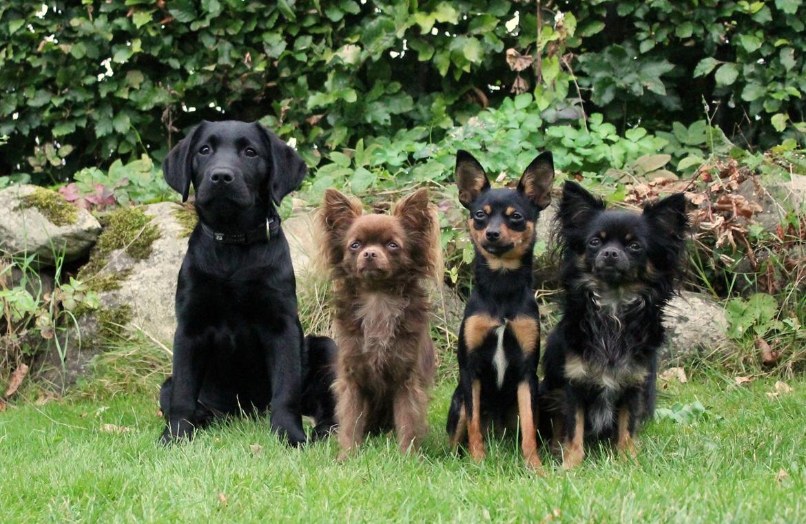 Labrador retriever Enya billede 10