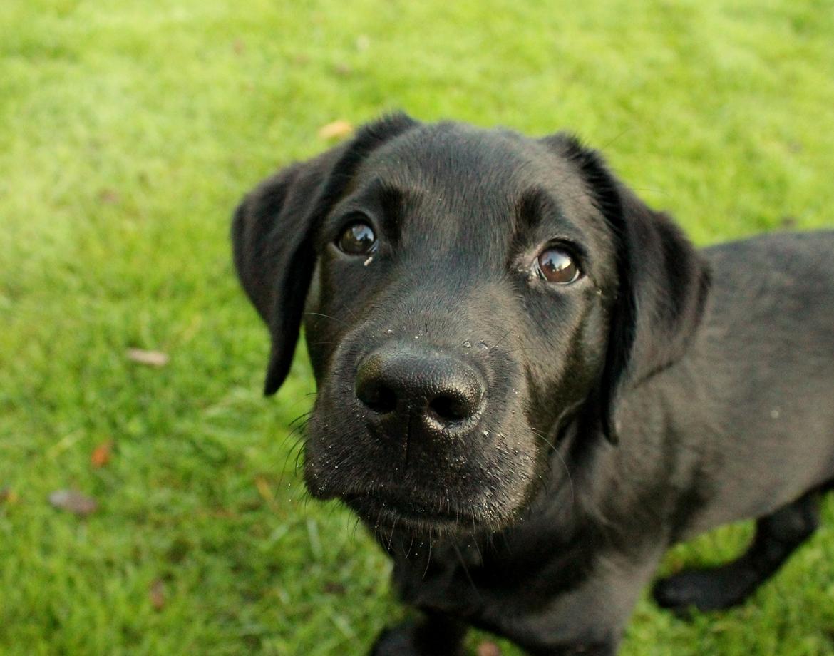 Labrador retriever Enya billede 9