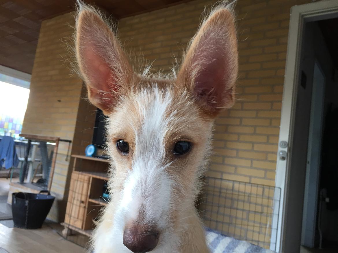 Podengo portugues medio Linus billede 14