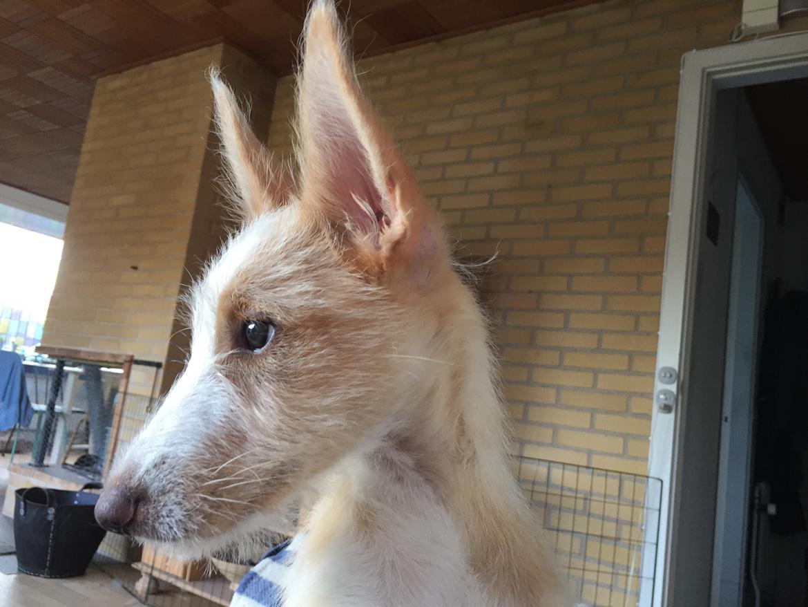 Podengo portugues medio Linus billede 15