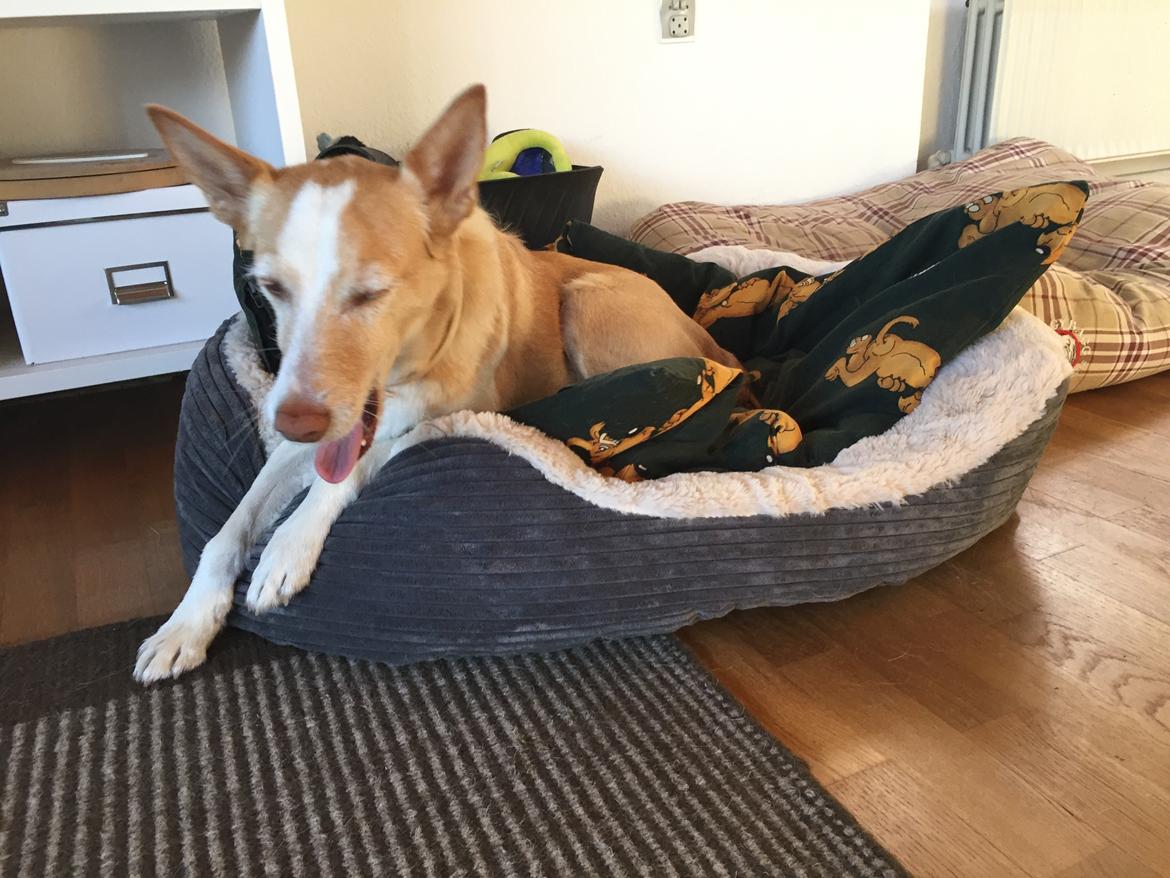 Podengo portugues medio Viola billede 14