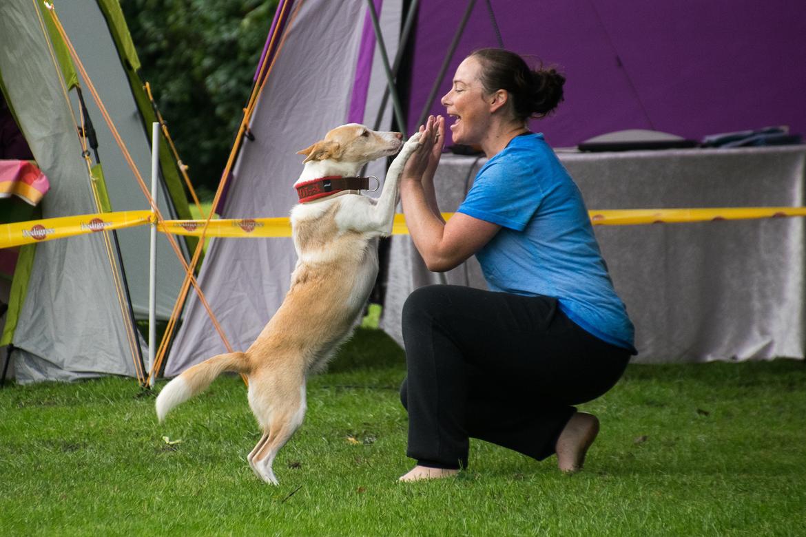 Podengo portugues medio Viola billede 1
