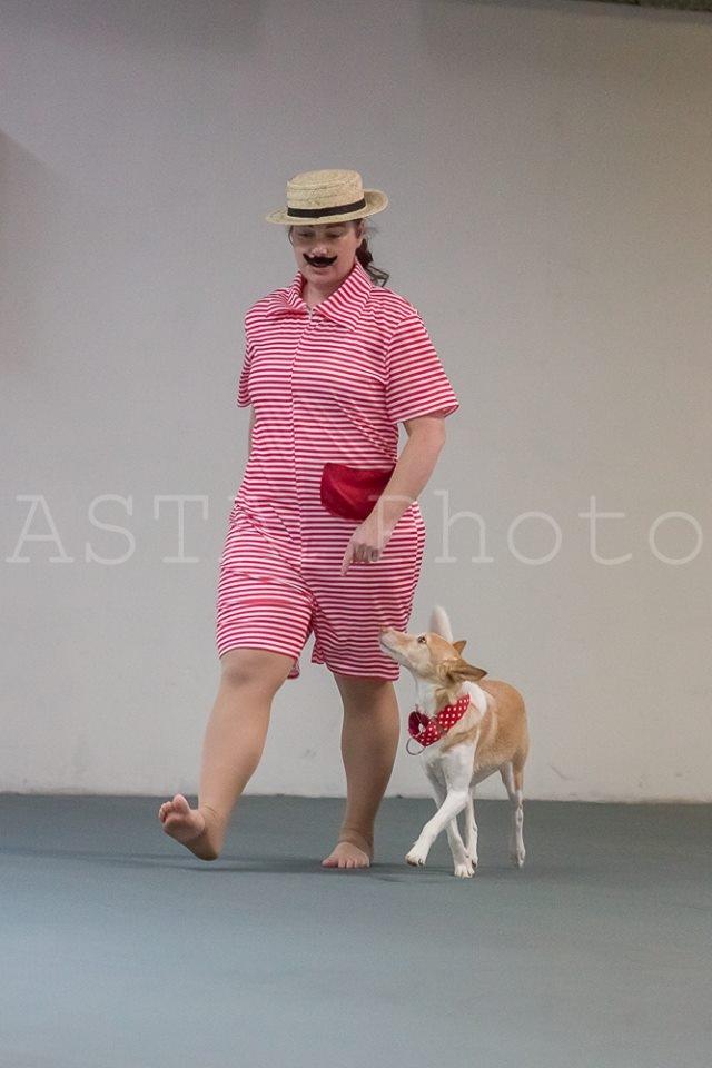 Podengo portugues medio Viola billede 15