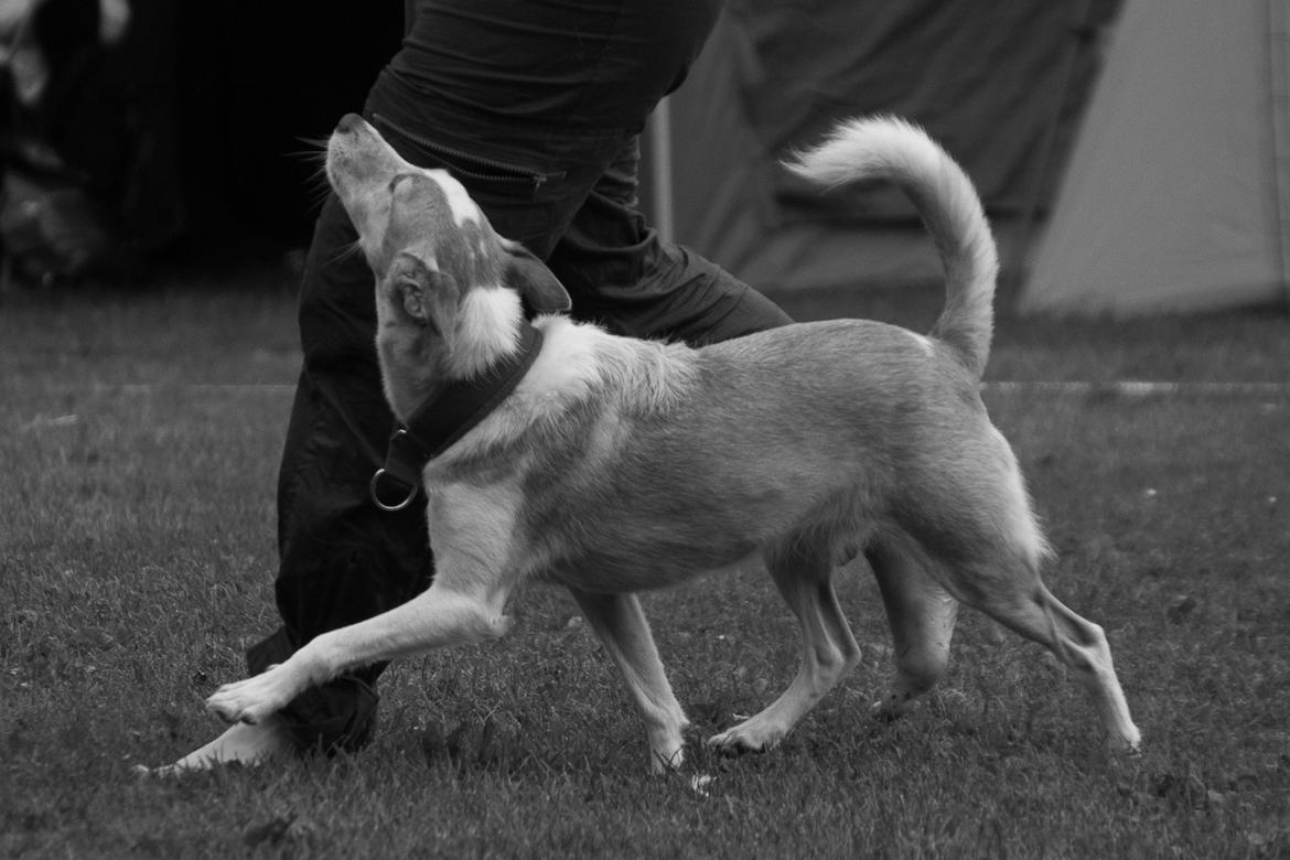 Podengo portugues medio Viola billede 16