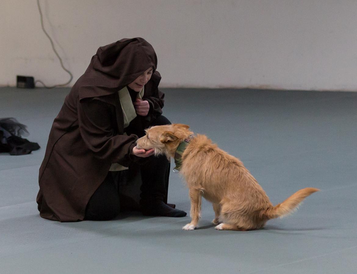 Podengo portugues medio Leopoldo billede 1