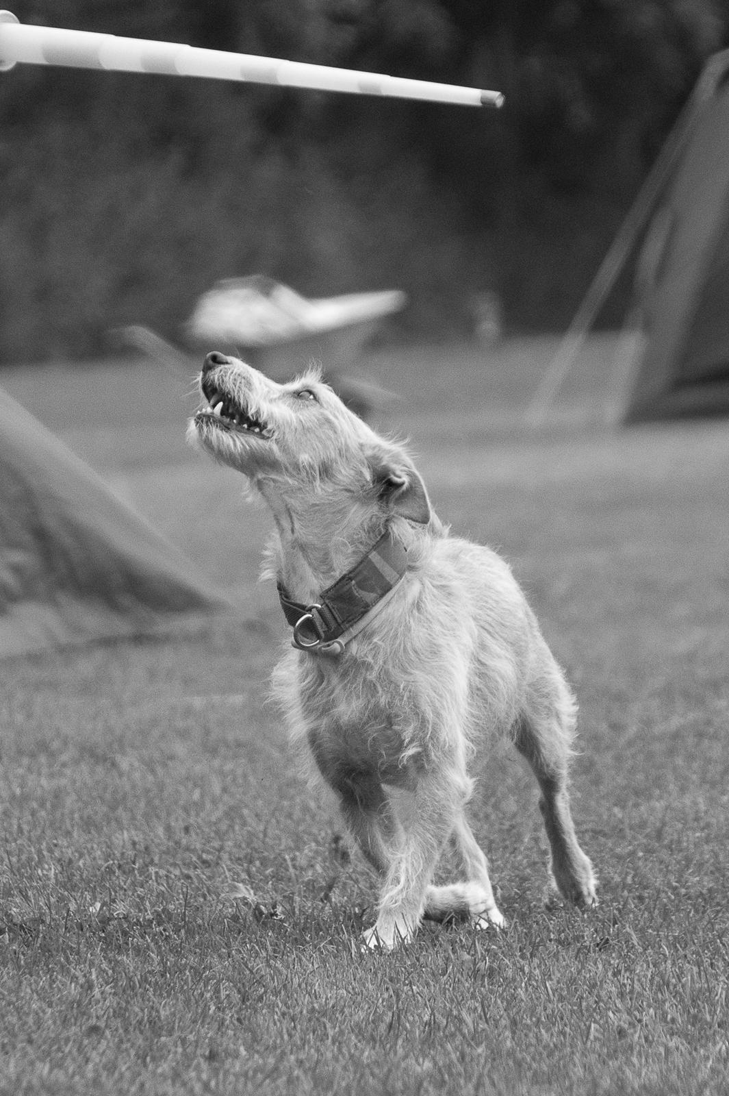 Podengo portugues medio Leopoldo billede 2