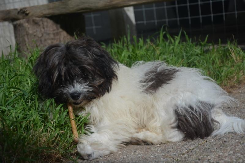 Bichon havanais Bella billede 10