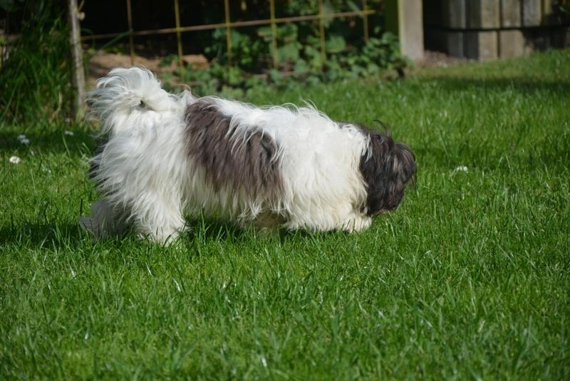 Bichon havanais Bella billede 12