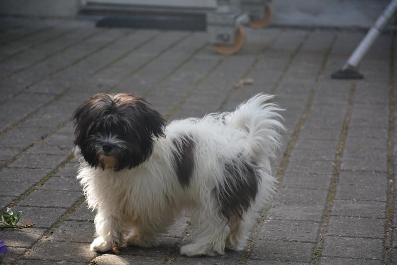 Bichon havanais Bella billede 14