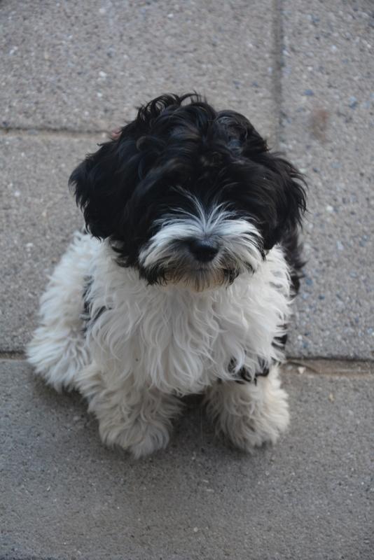 Bichon havanais Berta billede 1