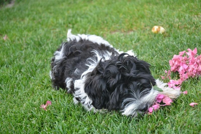 Bichon havanais Berta billede 3