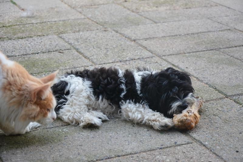 Bichon havanais Berta billede 2